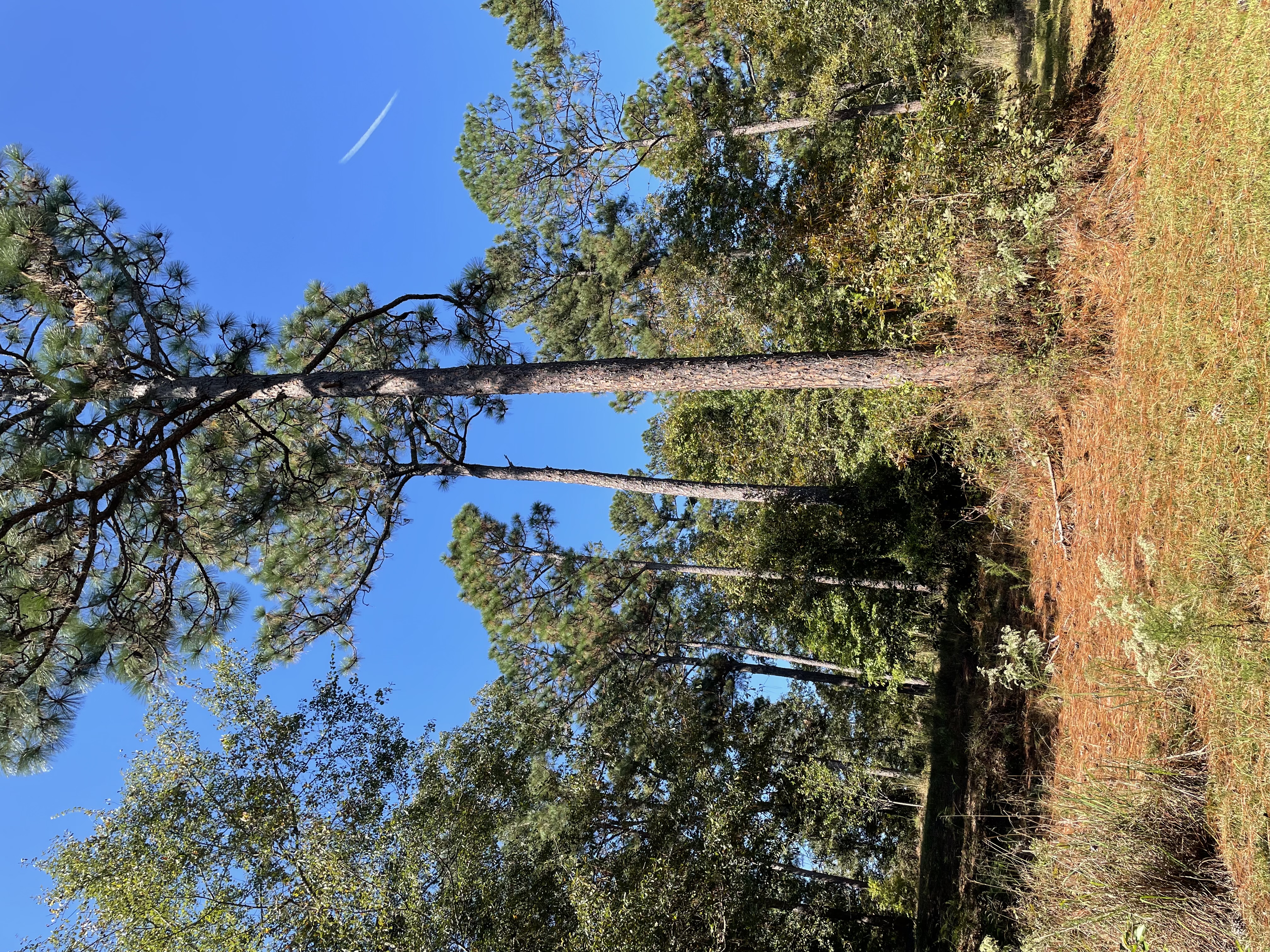 Grave for sale - Greenhaven Preserve (2 spaces): CB-900103